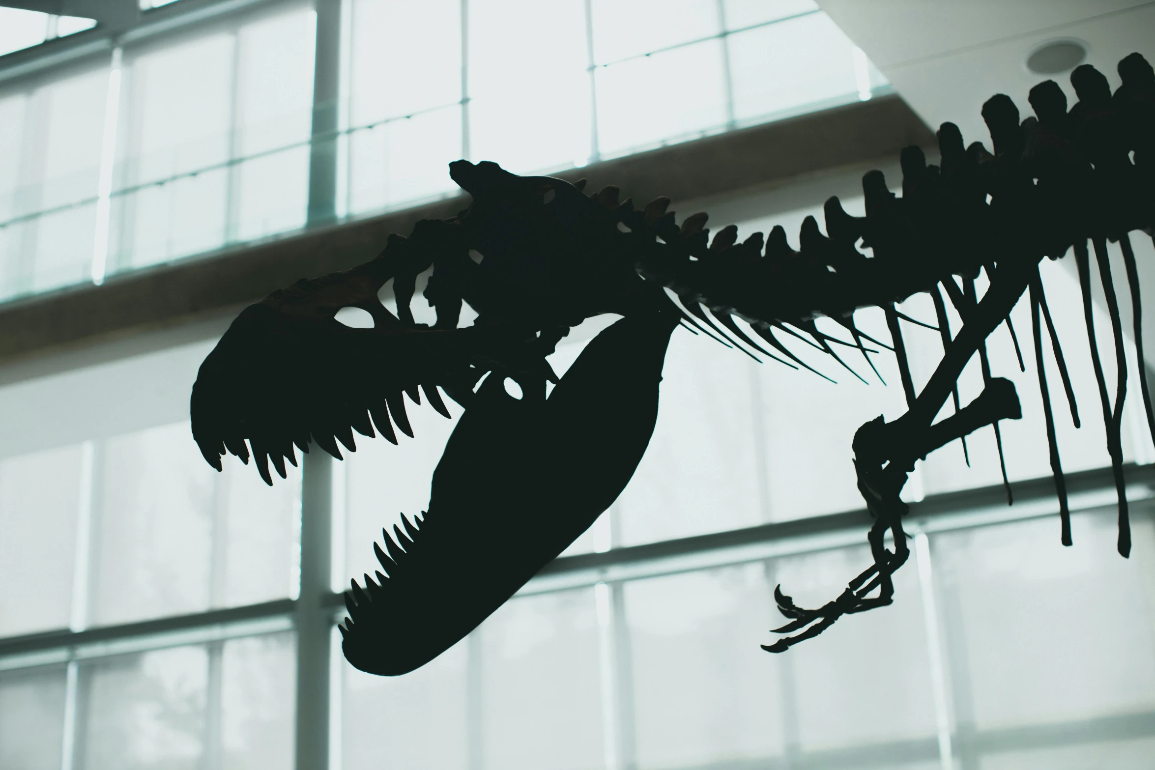 a black and white photo of a dinosaur skeleton, inspired by Adam Rex, pexels contest winner, silhouette :7, displayed in the exhibition hall, megalodon, mary anning