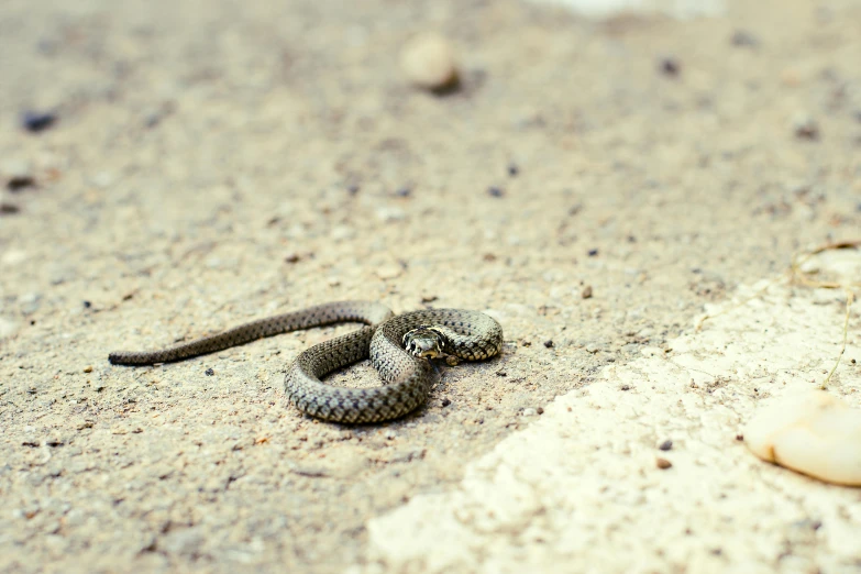 a snake that is laying down in the sand, by Adam Marczyński, unsplash, fan favorite, on sidewalk, grey, small