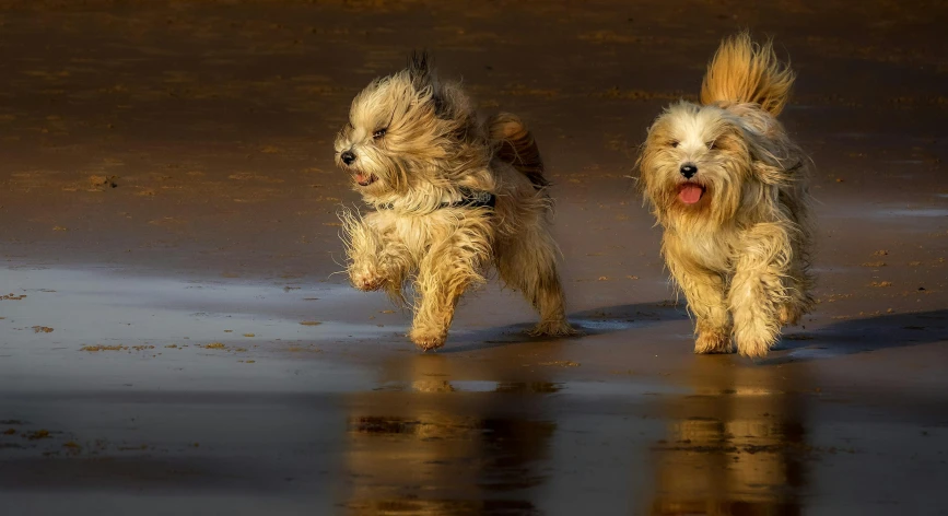 a couple of small dogs running on top of a sandy beach, by Jan Tengnagel, pixabay contest winner, baroque, wet fur, reflecting light, playful smile, today\'s featured photograph 4k