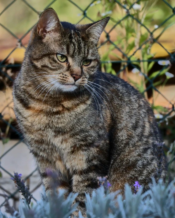 a cat sitting behind a chain link fence, the non-binary deity of spring, ridiculously handsome, trending photo, hyperdetailed