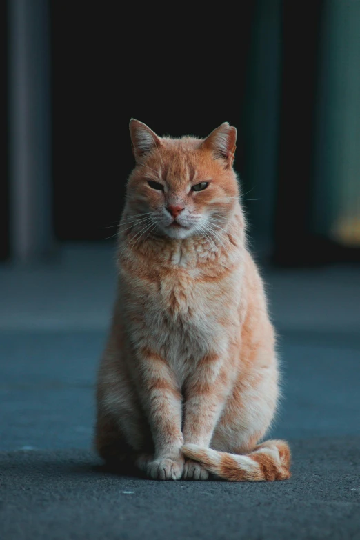 a cat that is sitting on the ground, unsplash, renaissance, very orange, intimidating stance, older male, slightly pixelated