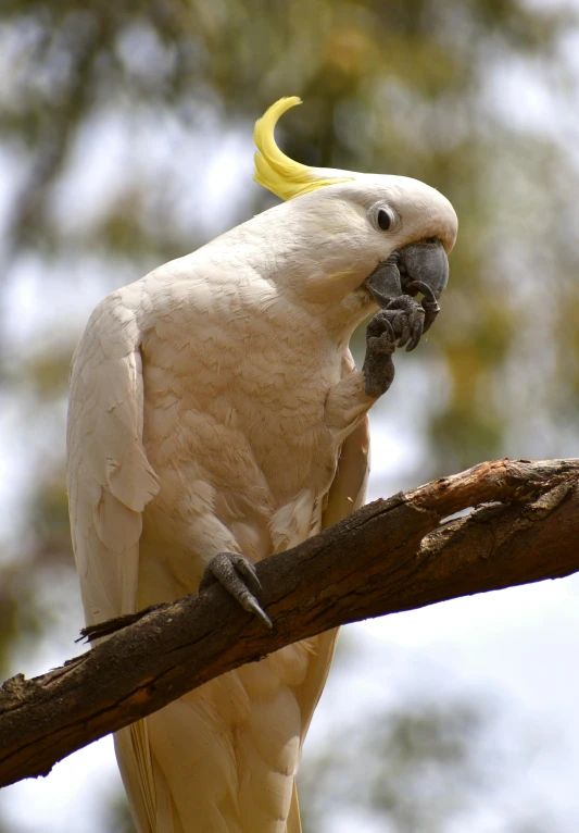 a white bird sitting on top of a tree branch, in australia, one big beak, white and yellow scheme, performing