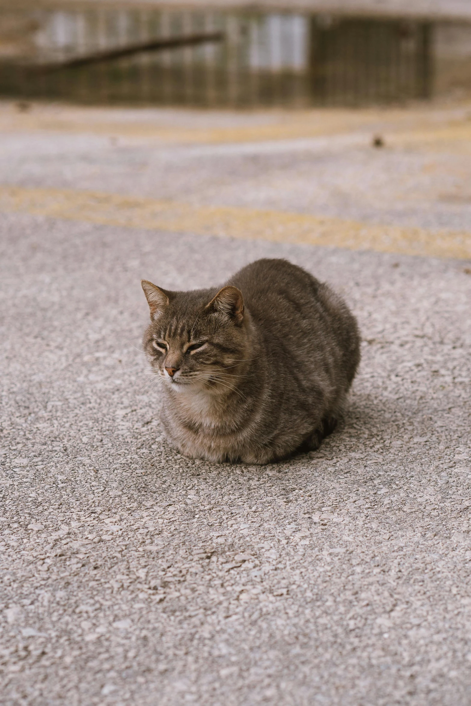 a cat that is sitting on the ground, on a parking lot, on a road