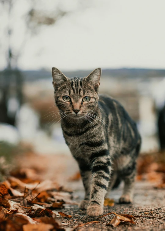 a cat that is standing in the dirt, sitting on a leaf, walking through a suburb, unsplash photo contest winner, warrior cats
