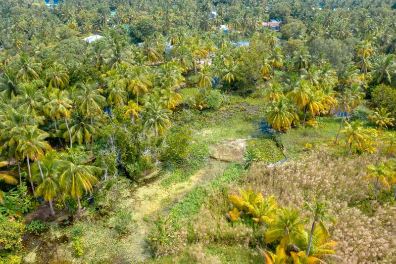 an aerial view of palm trees in a tropical area