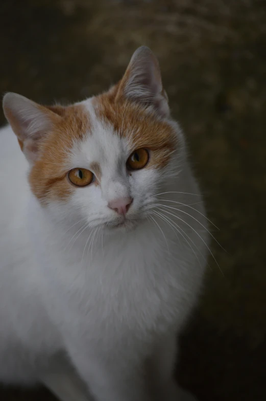 a white and orange cat sitting on the ground, a picture, unsplash, renaissance, slightly pixelated, handsome face, old male, taken in the late 2010s