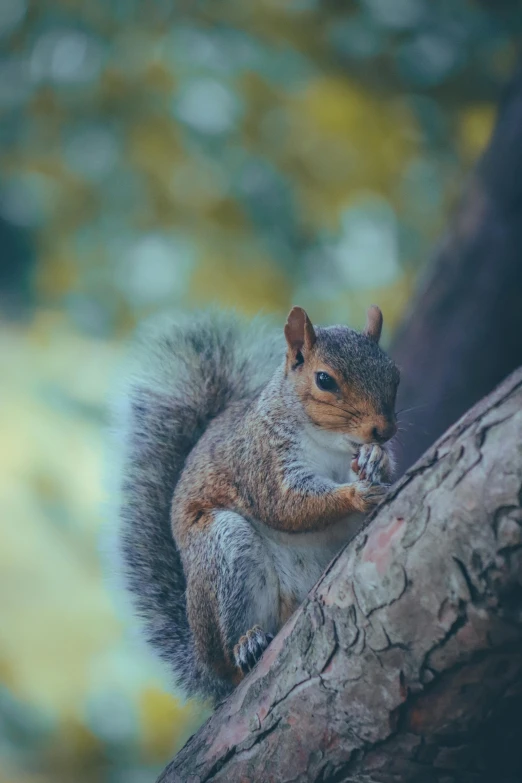 a squirrel sitting on top of a tree branch, pexels contest winner, thoughtful expression, chilling 4 k, snacks, on a canva