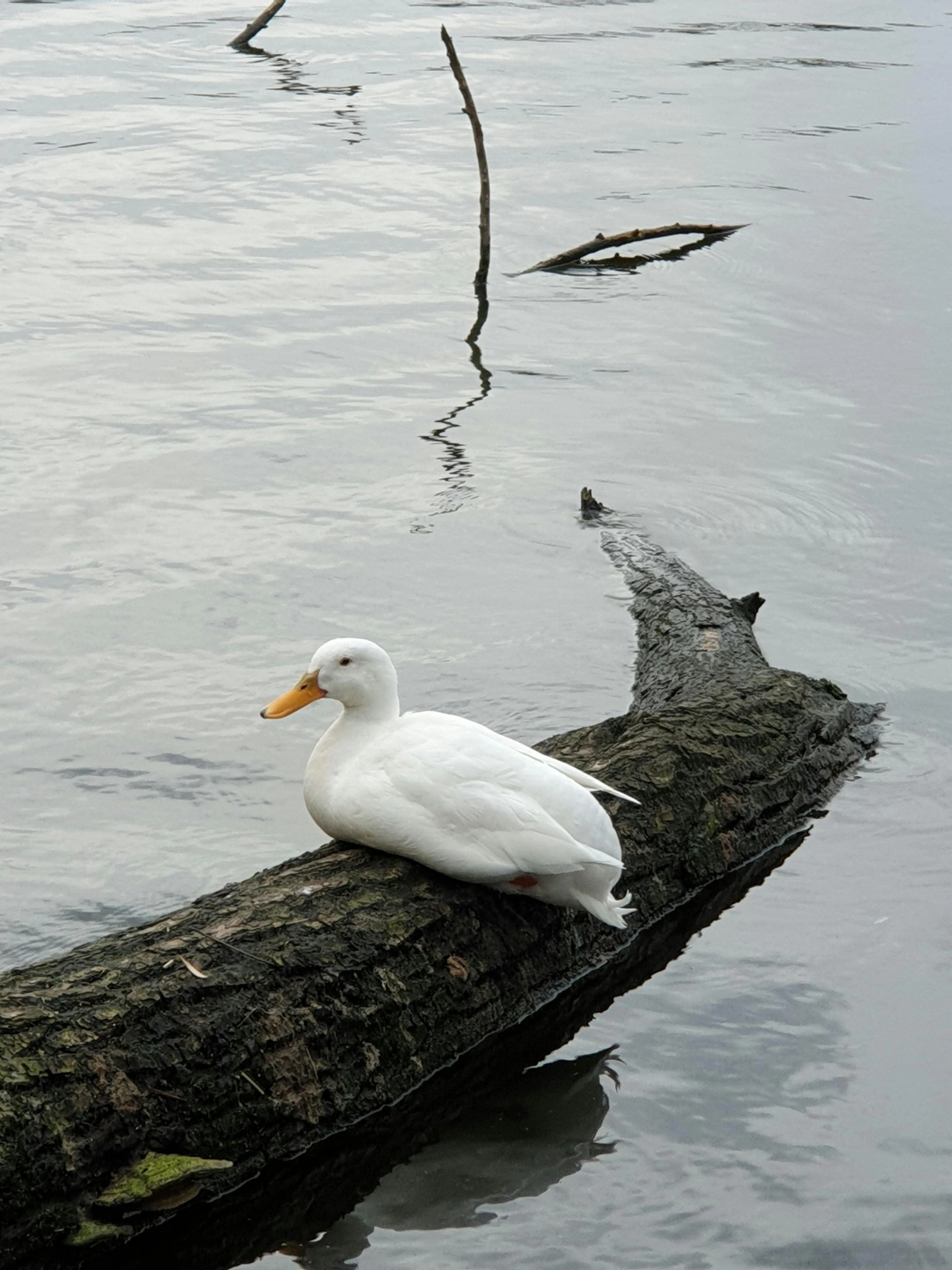 a duck is sitting on a log in the water, an all white human, with a few scars on the tree, taken in the late 2010s, lena oxton