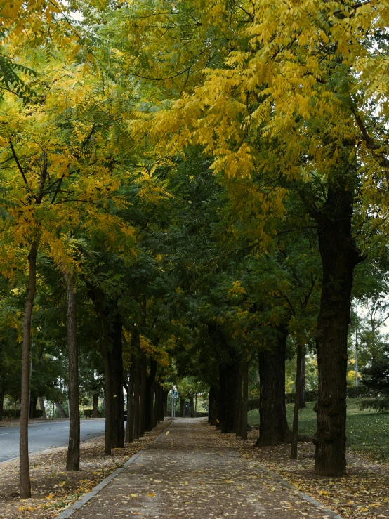 a red fire hydrant sitting on the side of a road, a picture, inspired by Dionisio Baixeras Verdaguer, maple trees along street, yellow and olive color scheme, panorama, shot on sony a 7