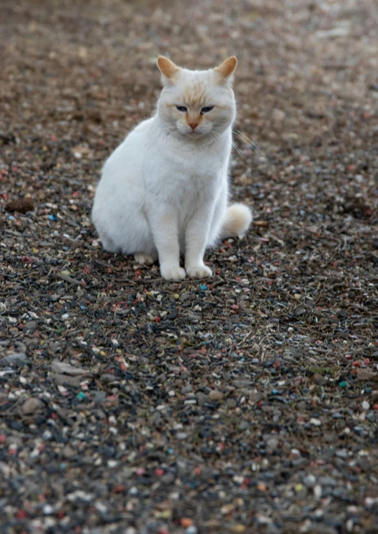 a white cat is sitting on the ground, by Muggur, unsplash, gravel and scree ground, low quality photo, multicoloured, blank stare”