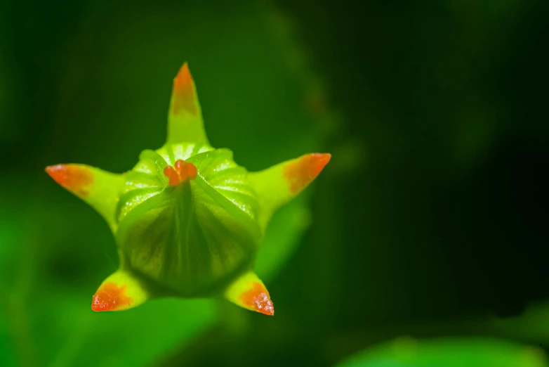 a close up of a flower bud on a plant, a macro photograph, by Julian Allen, unsplash, hurufiyya, michilin star, green and orange theme, flower sepals forming helmet, tiny spaceship