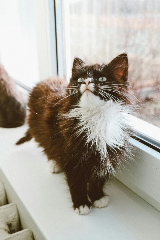 a black and white cat sitting on a window sill, by Julia Pishtar, trending on unsplash, furry art, furry brown body, super fluffy, very excited, medium close-up shot