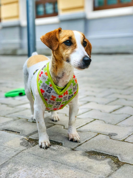 a small brown and white dog wearing a bandana, a mosaic, pexels contest winner, wearing a vest top, on a street, multi - coloured, square