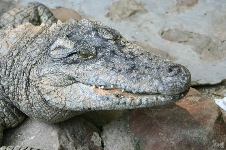 a large alligator laying on top of a pile of rocks, a portrait, pexels contest winner, sumatraism, gray mottled skin, high angle close up shot, innocent face, 4k photo”