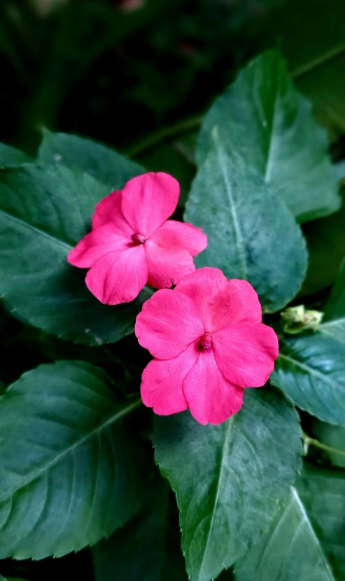 a couple of pink flowers sitting on top of green leaves, no cropping, shot with sony alpha 1 camera, laura watson, vibrant red