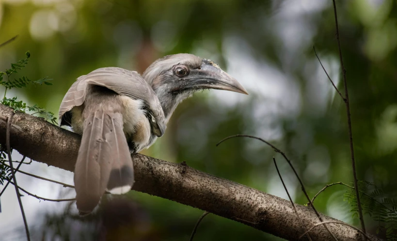 a couple of birds sitting on top of a tree branch, a portrait, by Peter Churcher, sumatraism, fan favorite, male emaciated, silver，ivory, closeup of a crow