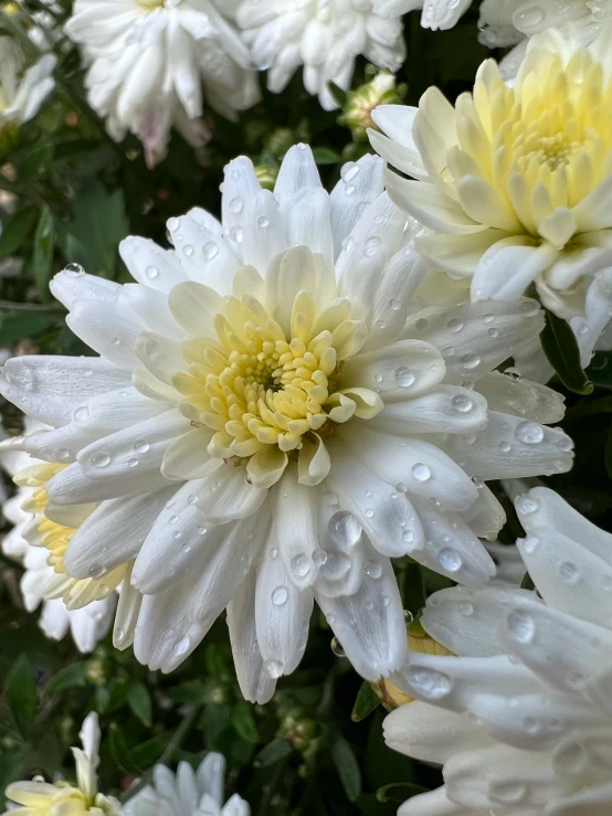 a bunch of white flowers with yellow centers, soaking wet, chrysanthemums, photograph taken in 2 0 2 0, today\'s featured photograph 4k