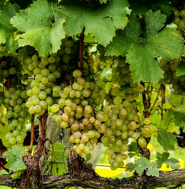 a bunch of gs hanging from a cluster on a vinevine