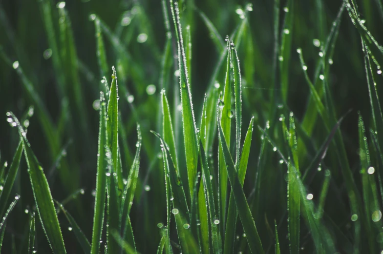 a bunch of green grass covered in water droplets, trending on pexels, straw, multiple stories, chillhop, gardening