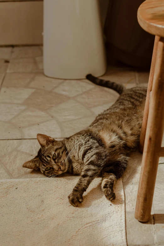 a cat laying on the floor next to a stool, by Julia Pishtar, pexels contest winner, renaissance, having fun in the sun, moroccan, gif, brown