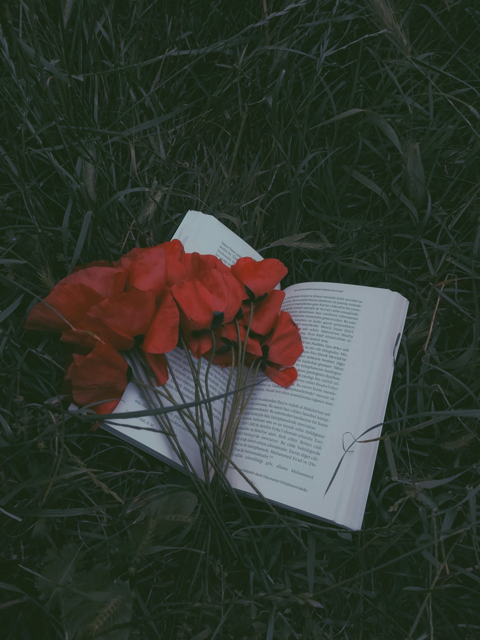 red flowers sit on top of an open book