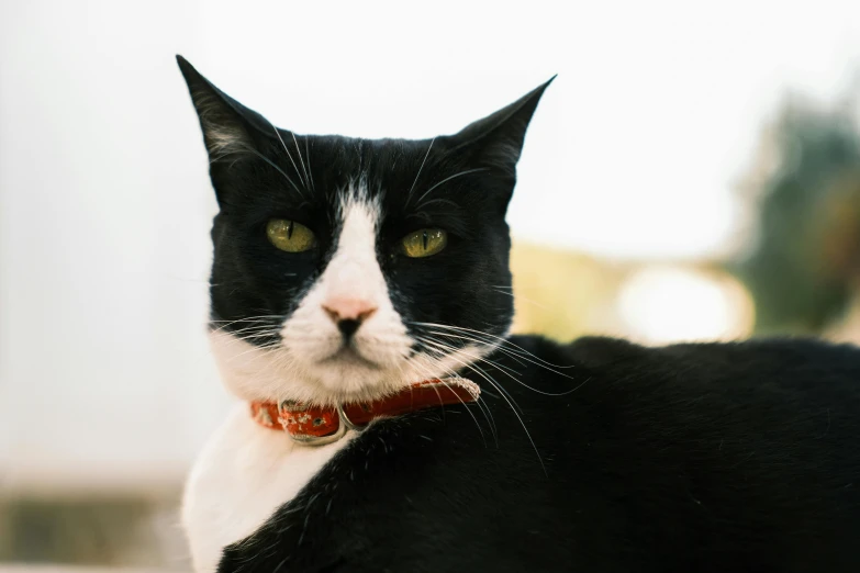 a black and white cat with a red collar, unsplash, avatar image, instagram post, rusty, ready to model