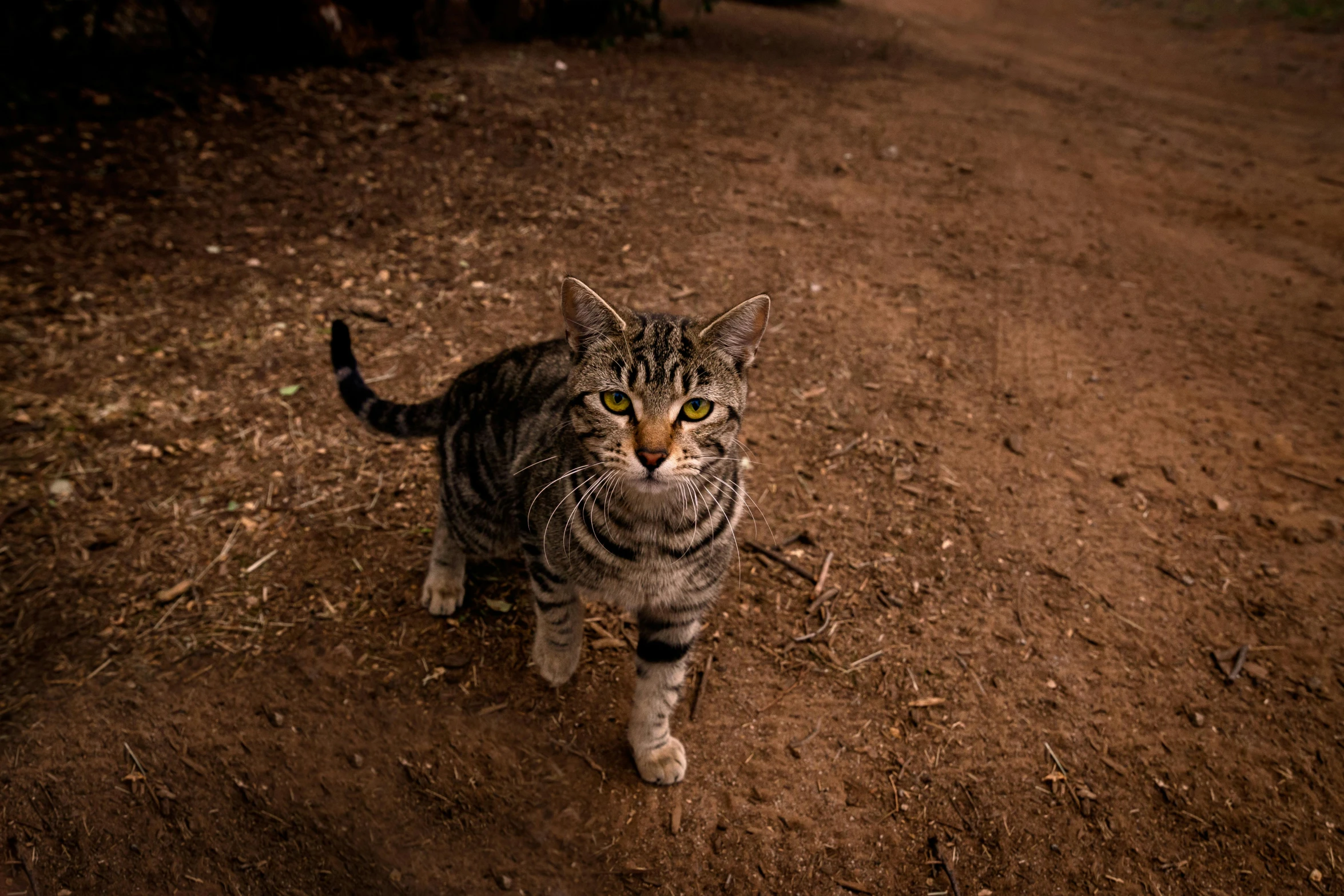 a cat that is standing in the dirt, looking up at the camera, shot with sony alpha 1 camera, australian, dappled