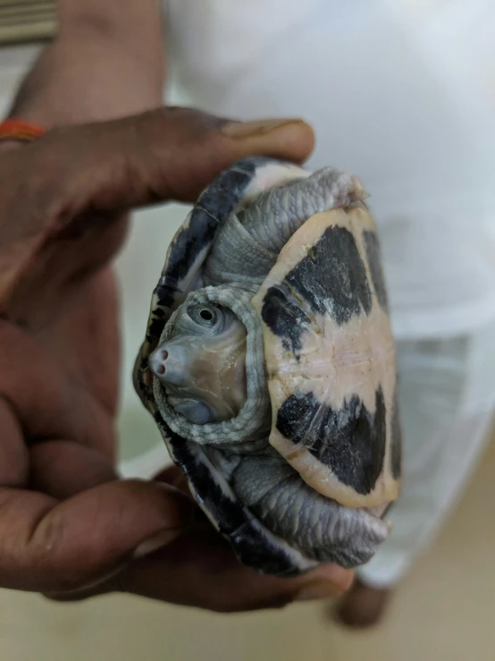 a close up of a person holding a turtle, with a whitish, emaciated, very symmetrical body, slide show