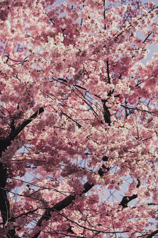 a clock mounted to the side of a tree, a picture, inspired by Miyagawa Chōshun, unsplash, sōsaku hanga, flowing sakura-colored silk, ektachrome color photograph, fully covered, ultra-high detail