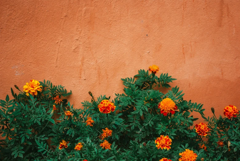 a red fire hydrant sitting in front of a wall, inspired by Elsa Bleda, pexels contest winner, orange flowers, background image, terracotta, lush plant growth