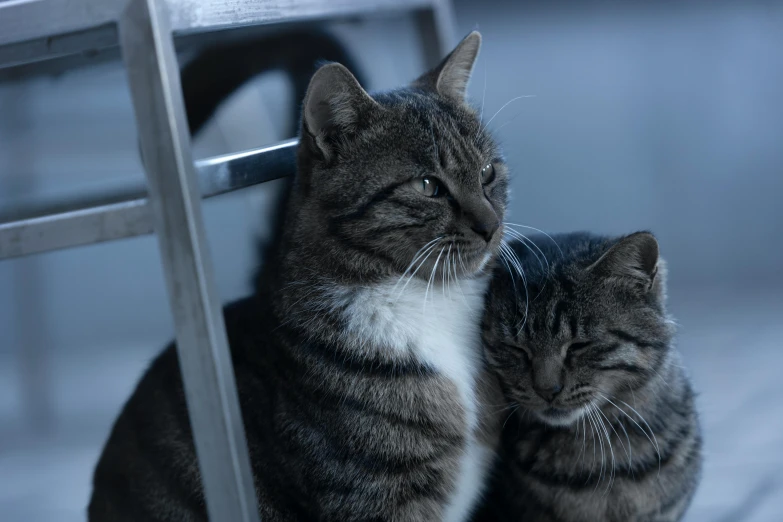 two cats sitting next to each other on a wooden floor, unsplash, cinematic film still, grey, sitting on chair, smirking