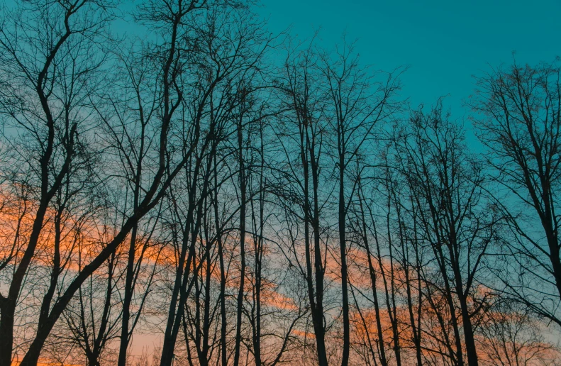 a group of trees that are standing in the snow, an album cover, inspired by Elsa Bleda, pexels contest winner, aestheticism, striped orange and teal, evening sky, thin blue arteries, vertical wallpaper