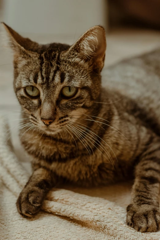 a close up of a cat laying on a bed, a portrait, unsplash, brown, shot with sony alpha, portrait of a small, velvety