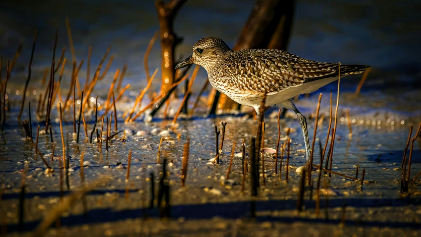 a bird that is standing in some water, a microscopic photo, by Neil Blevins, unsplash contest winner, dappled in evening light, on the sand, marsh, intricate detailed 4 k