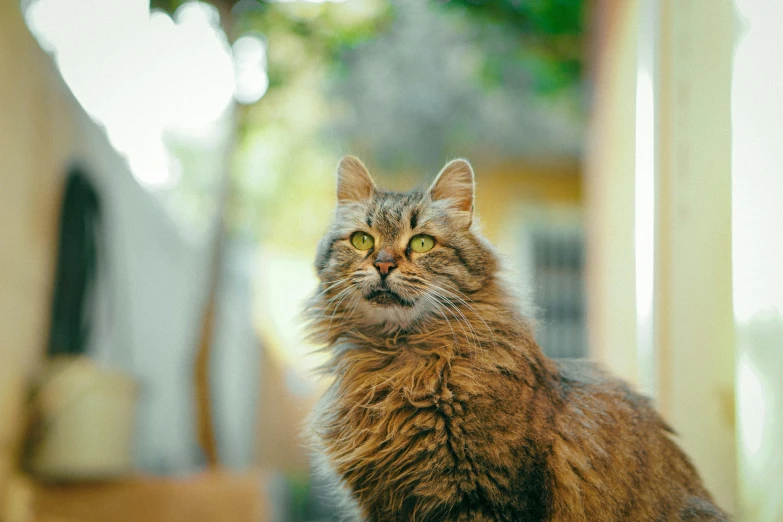 a cat sitting on top of a wooden table, looking at the sky