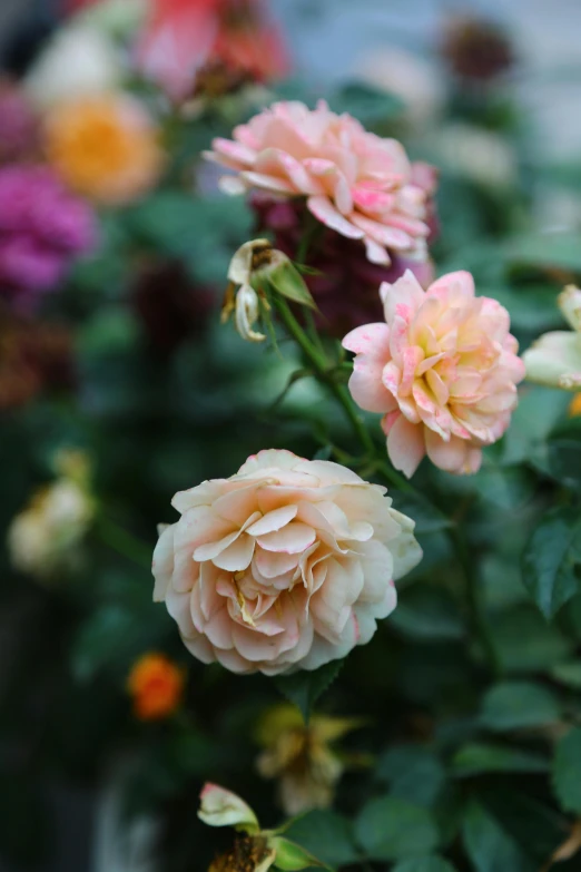 the many types of flowers are blooming in the garden