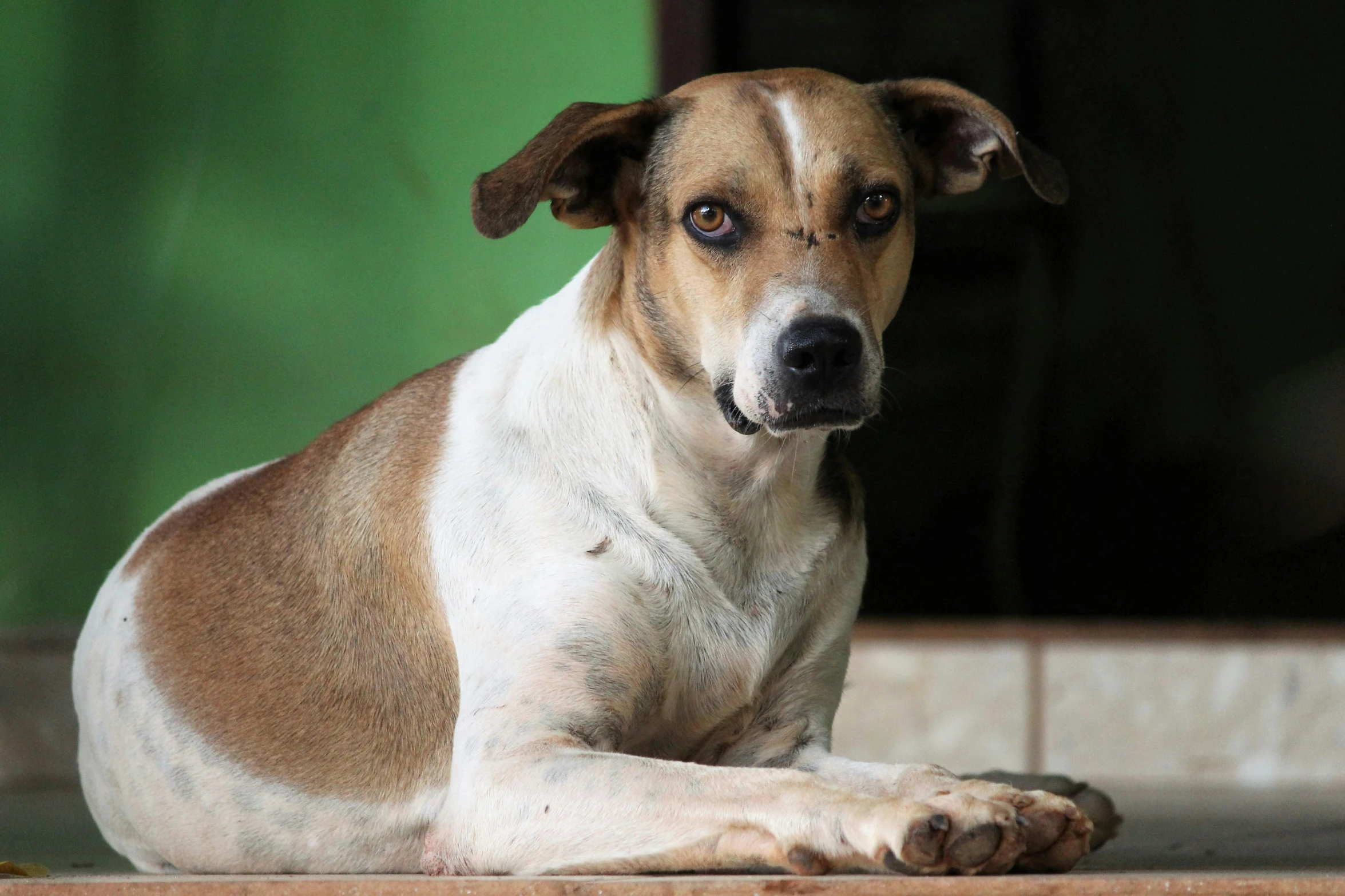 a brown and white dog laying on a tiled floor, inspired by Elke Vogelsang, pexels contest winner, sri lanka, it\'s name is greeny, realistic », young female