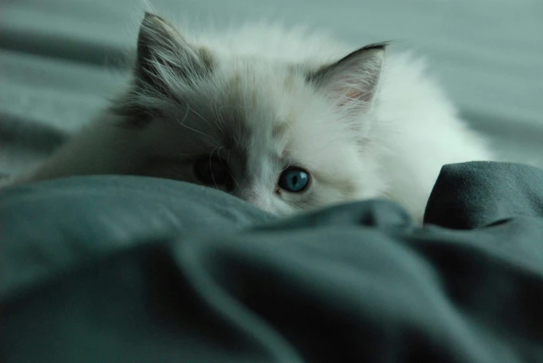 a small white kitten laying on top of a bed, by Elsa Bleda, reddit, blue / grey eyes, shot on sony a 7, gif, a ragdoll cat windsurfing