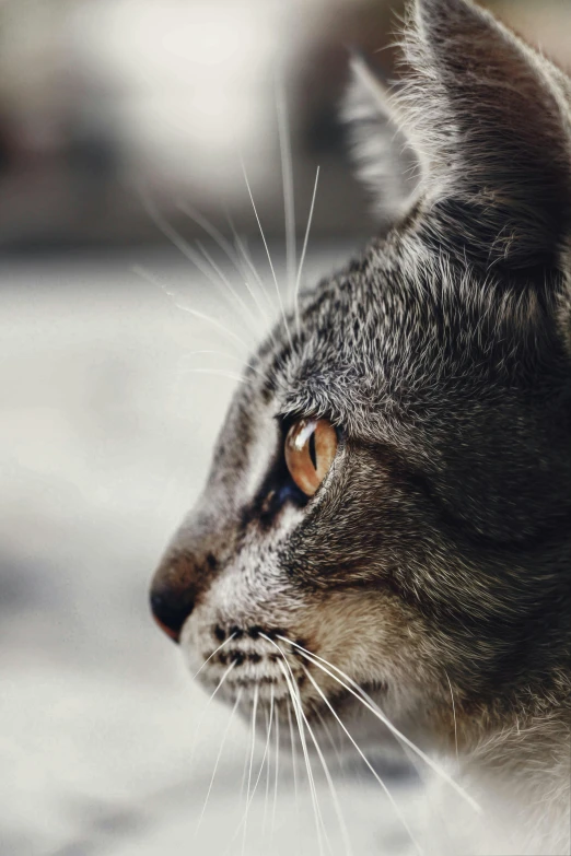 a close up of a cat with a blurry background, pexels contest winner, photorealism, left profile, grey, concentrated, super high resolution