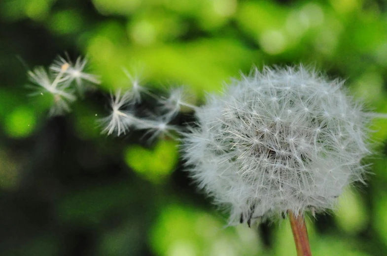 a close up of a dandelion blowing in the wind, pexels contest winner, precisionism, puffballs, ilustration, photosynthesis, high quality screenshot