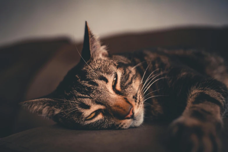 a cat that is laying down on a couch, an album cover, trending on pexels, sleepy expression, early evening, profile picture 1024px, tourist photo