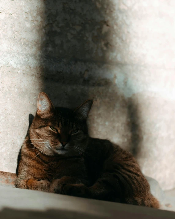 a cat that is laying down in the sun, pexels contest winner, minimalism, calmly conversing 8k, portrait mode photo, gif, sombre mood
