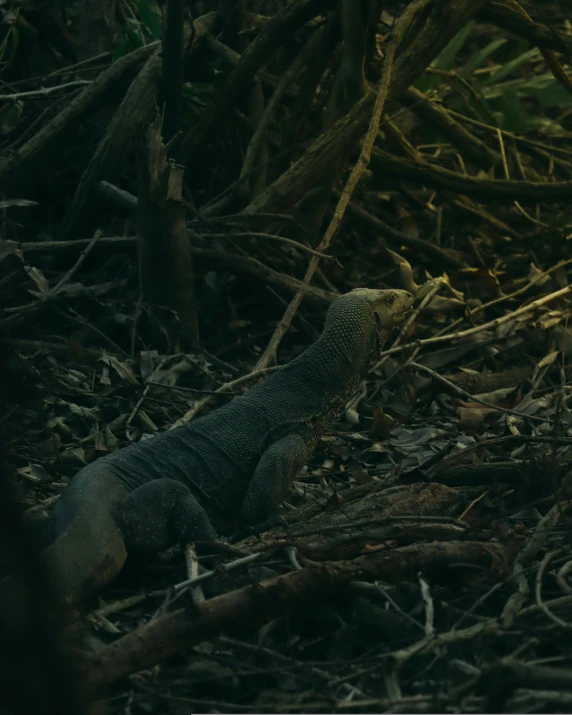 a lizard that is laying down in the dirt, an album cover, by Elsa Bleda, unsplash contest winner, sumatraism, in the middle of dark forest, 2 0 2 1 cinematic 4 k framegrab, iguana, ignant