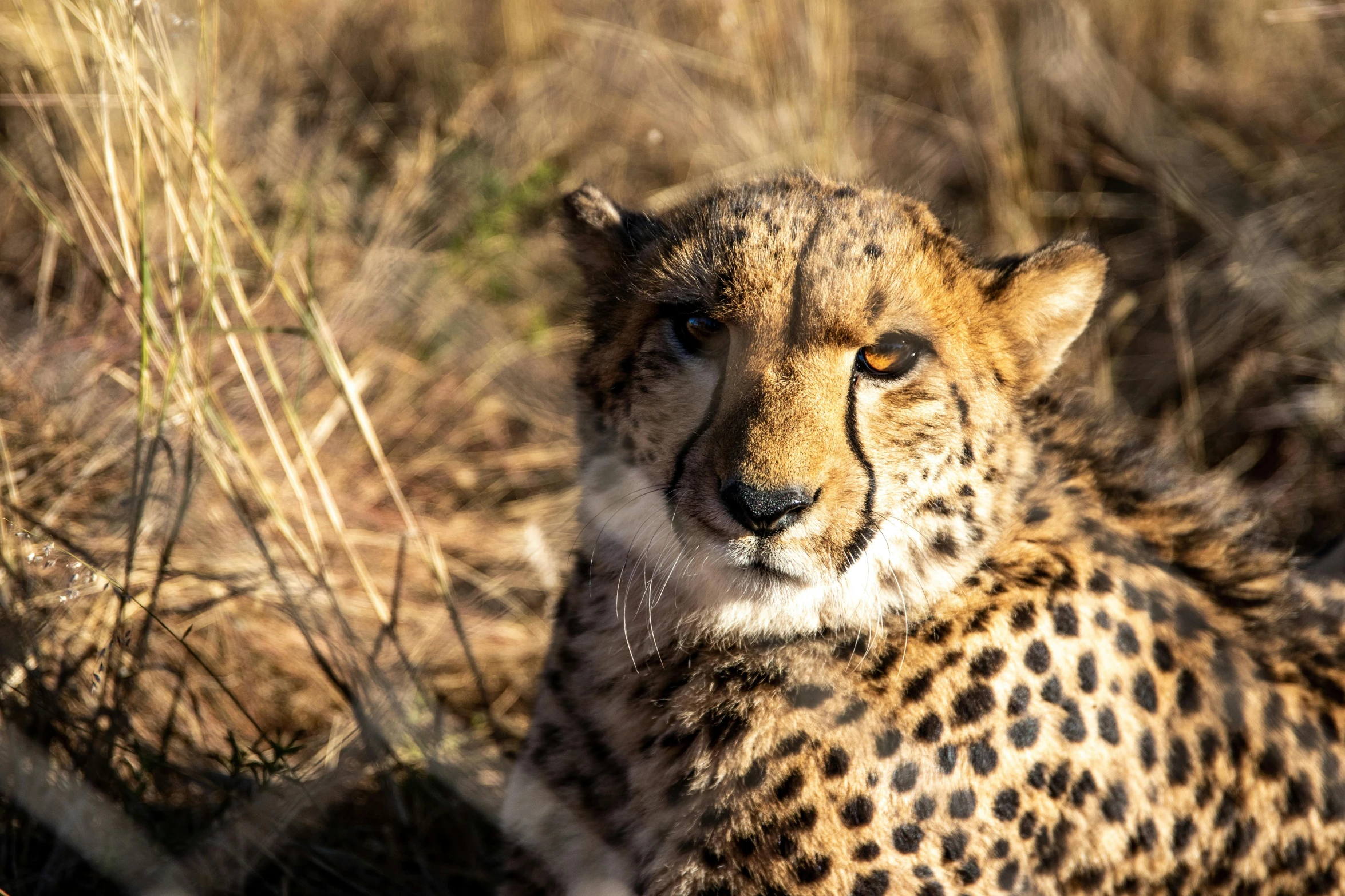 a close up of a cheetah laying in the grass, a portrait, pexels contest winner, national geographic footage, in a sunbeam, 2022 photograph, in africa