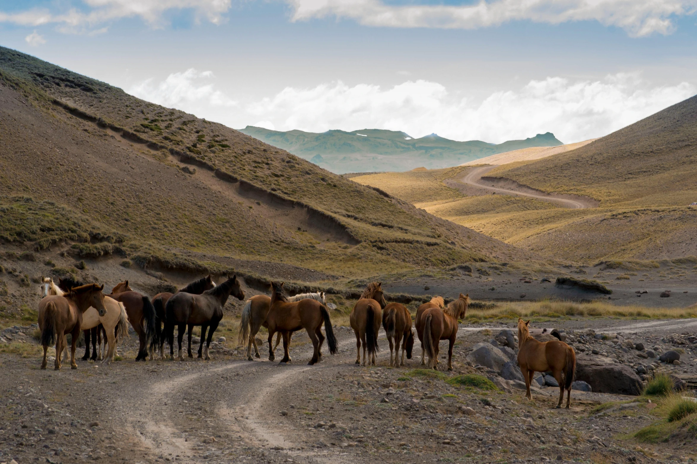 some horses and mules are out in the open on the side of a road