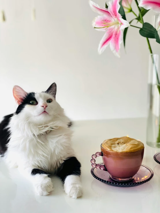 a black and white cat sitting next to a cup of coffee, whipped cream on top, pink, aussie baristas, promo image