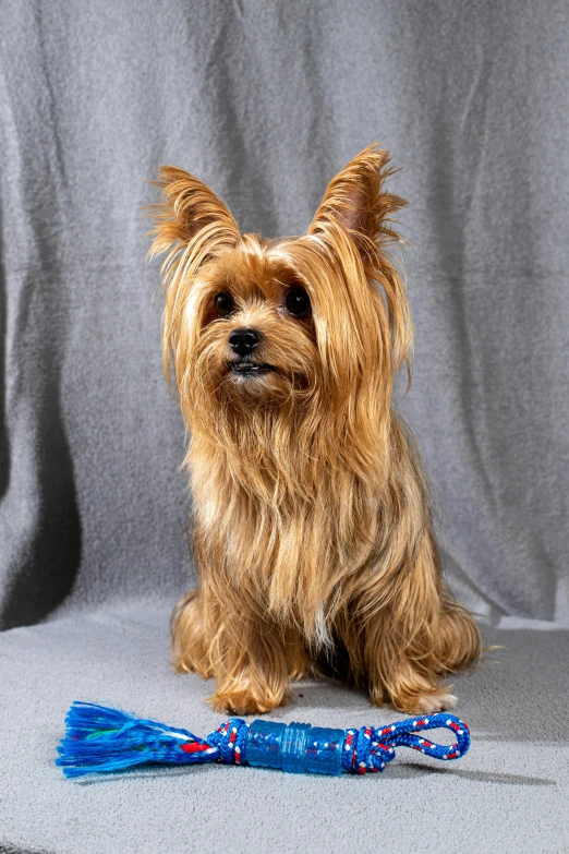 a small brown dog sitting next to a toy, portrait photo of a backdrop, full product shot, long wavy fur, blue