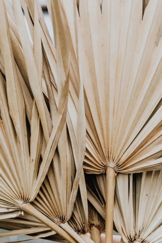 a person holding a bunch of palm leaves, by Carey Morris, trending on unsplash, visual art, brown and cream color scheme, parasols, abstract detail, in a row