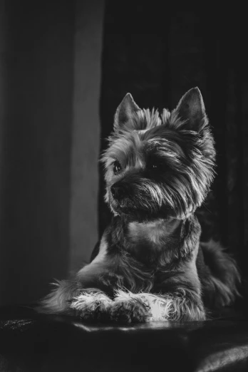 a black and white photo of a dog sitting on a couch, a black and white photo, pexels contest winner, photorealism, yorkshire terrier, shot at golden hour, portrait of an ork, sitting on the table