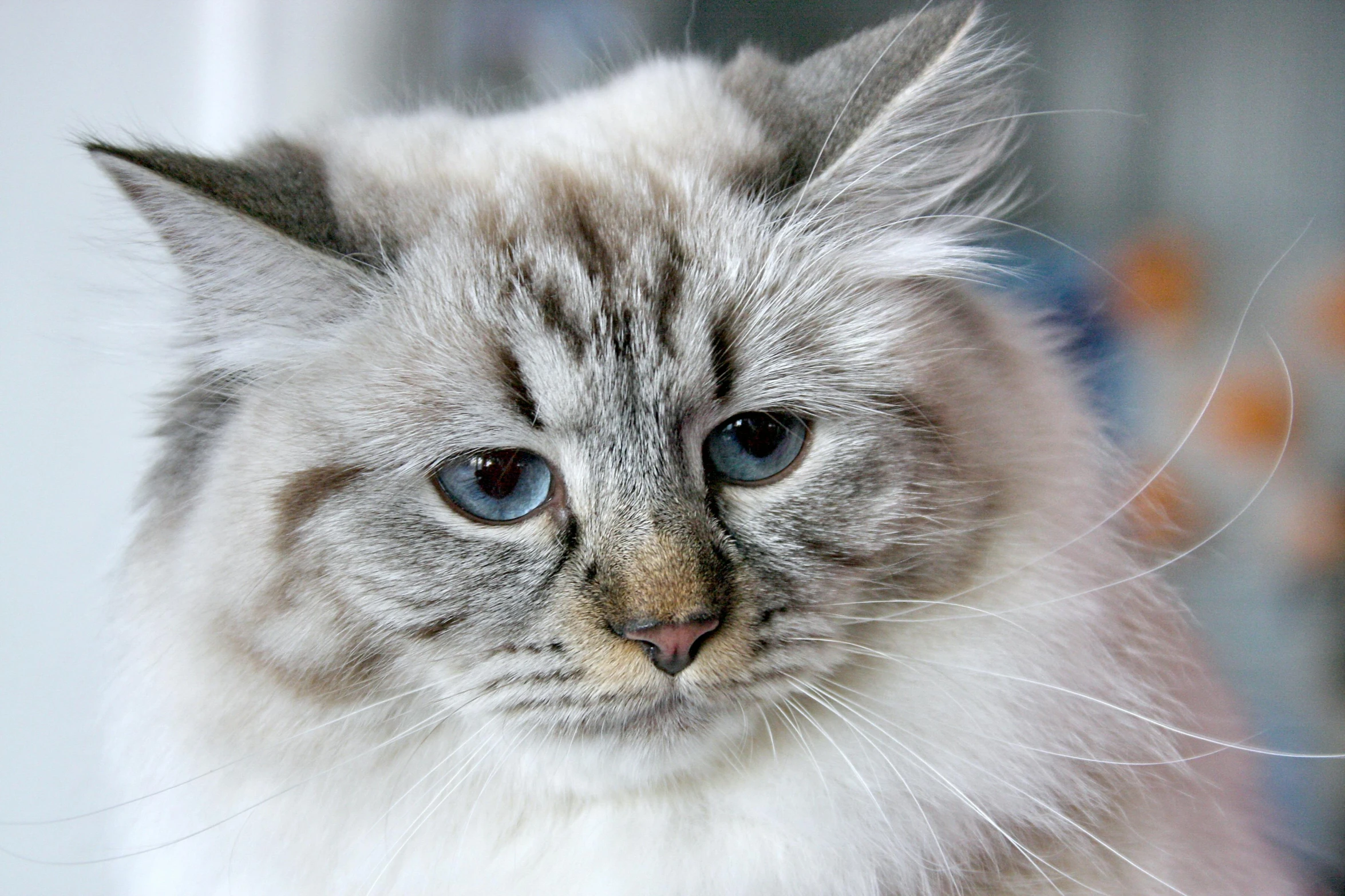 a close up of a cat with blue eyes, fluffy hair, looking confused, short light grey whiskers, professional photo